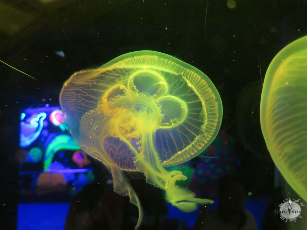 Méduse (sans son radeau). Méduse (sans son radeau).