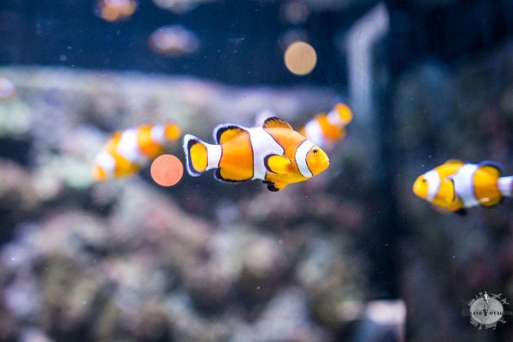 We found Nemo. We found Nemo.