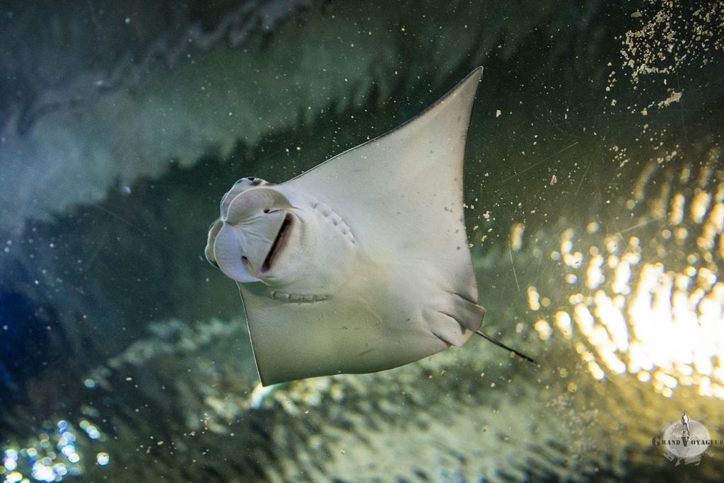 On a l'impression que cette énorme raie vole au dessus de nous. On a l'impression que cette énorme raie vole au dessus de nous.
