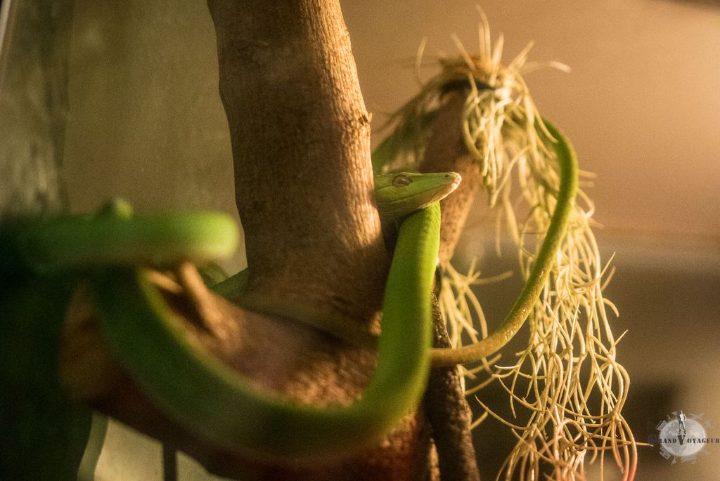 Parfois, on est très content d'être séparé des bêtes par une cage de verre... Parfois, on est très content d'être séparé des bêtes par une cage de verre...