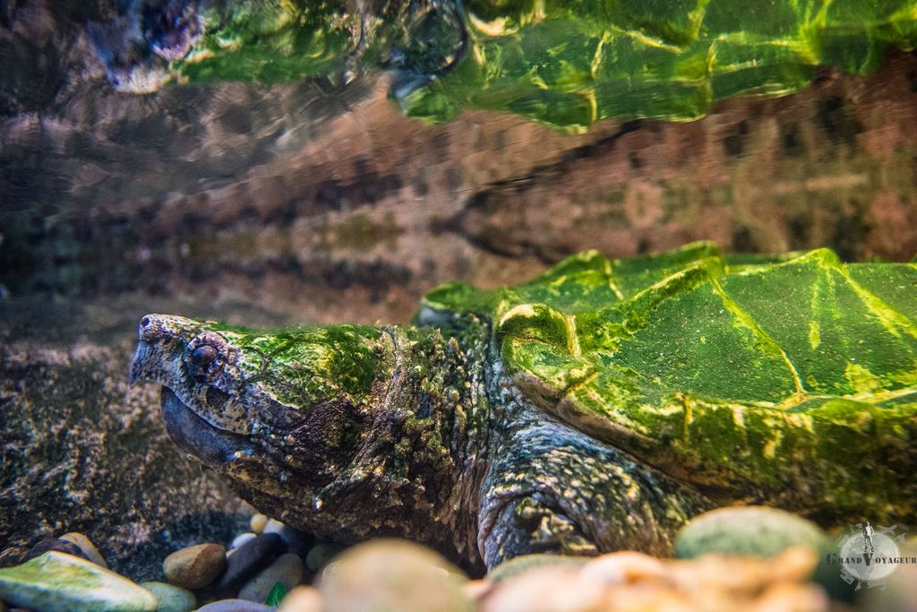 Celle-là à l'air plus paisible. Celle-là à l'air plus paisible.