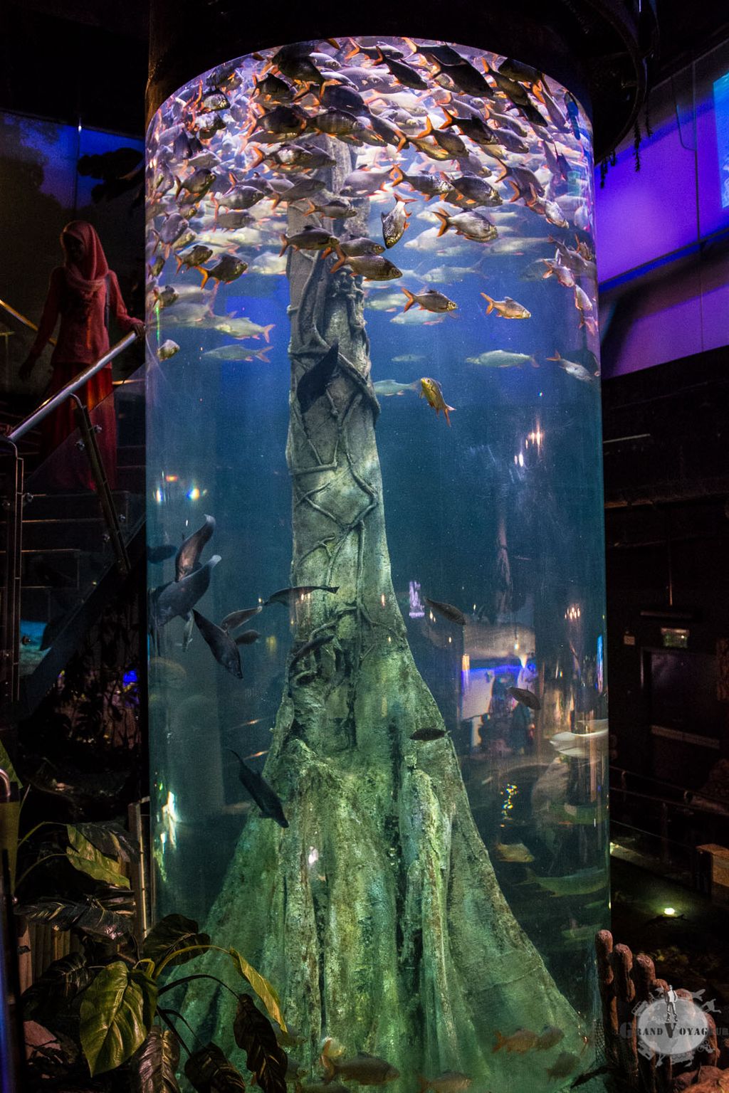 Un gigantesque aquarium cylindrique. Original et impressionnant. Un gigantesque aquarium cylindrique. Original et impressionnant.