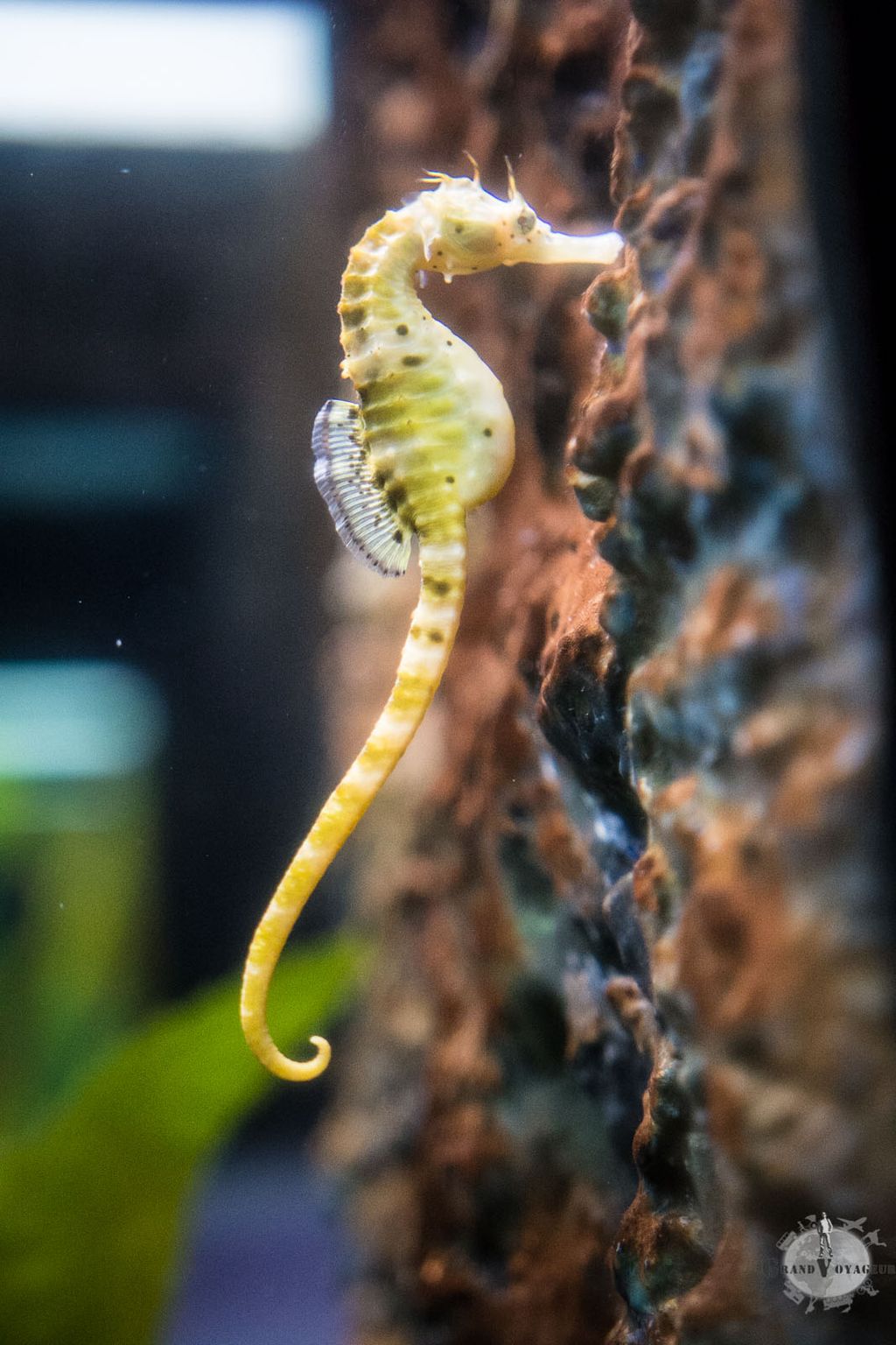 Un hippocampe !! Je les imaginais beaucoup plus grands mais celui-ci ne mesurait que quelques centimètres de haut. Un hippocampe !! Je les imaginais beaucoup plus grands mais celui-ci ne mesurait que quelques centimètres de haut.