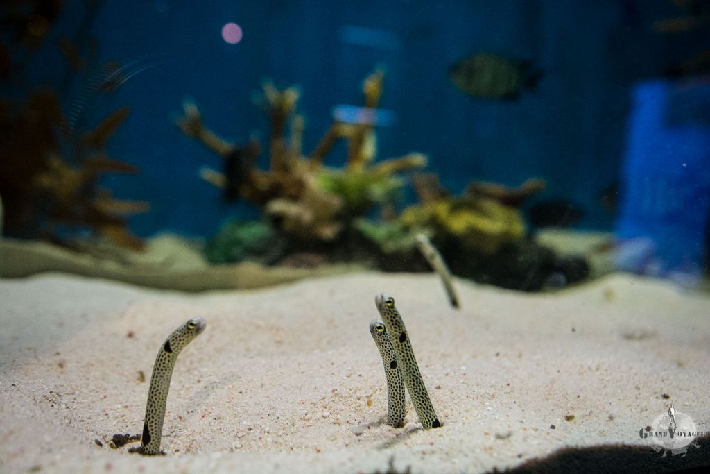 De drôles de bêtes. De drôles de bêtes.