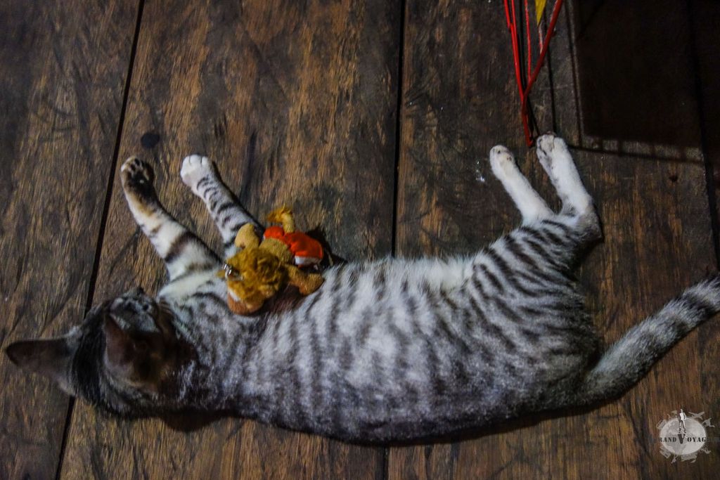 A peine arrivé à la Casa de la Iguana, T-Chat s'est déjà fait une copine. A peine arrivé à la Casa de la Iguana, T-Chat s'est déjà fait une copine.