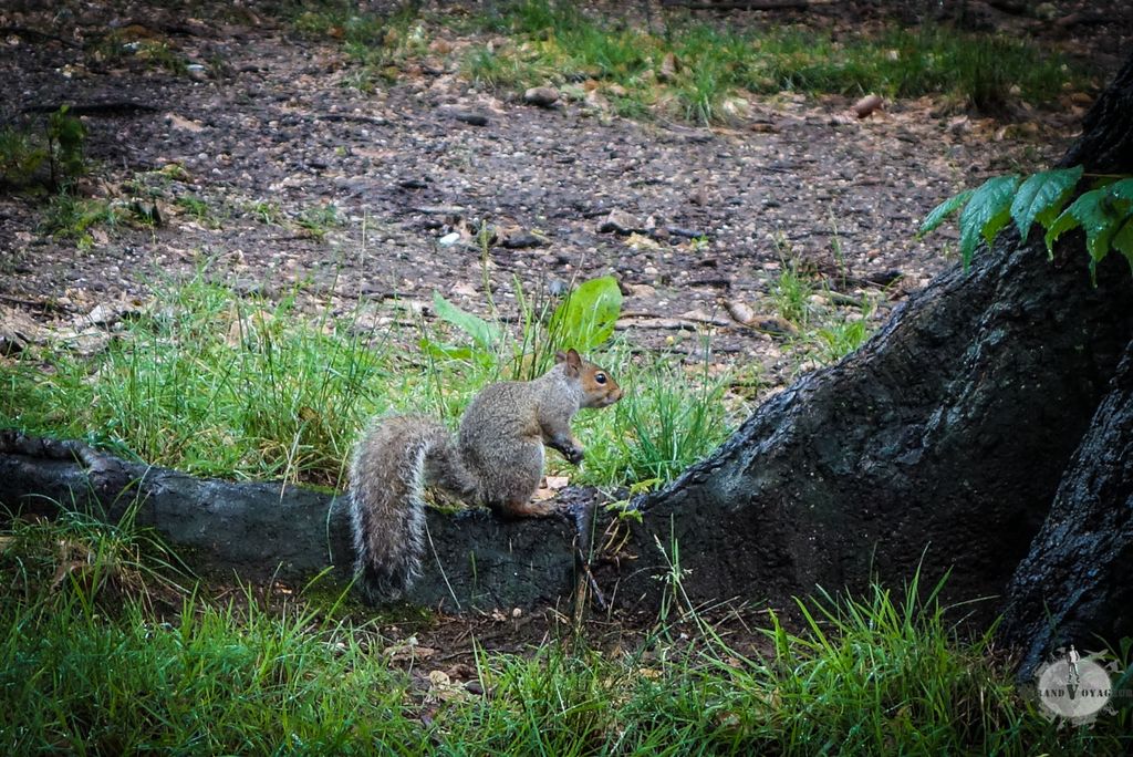 Écureuil ! Écureuil !