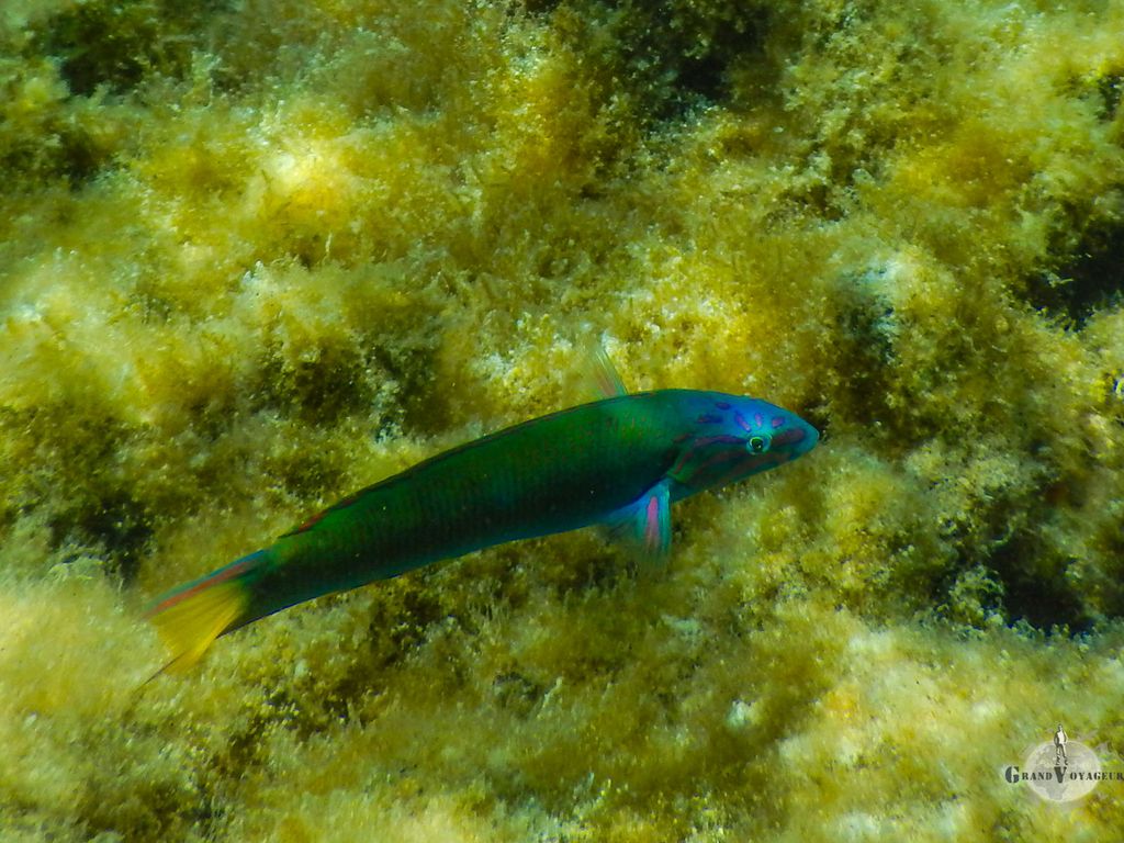 Poissons colorés ! Poissons colorés !