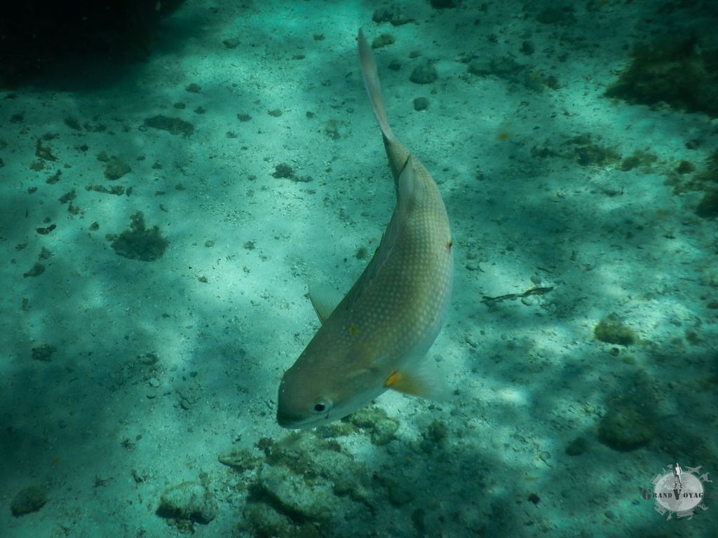 Poissons ! Poissons !