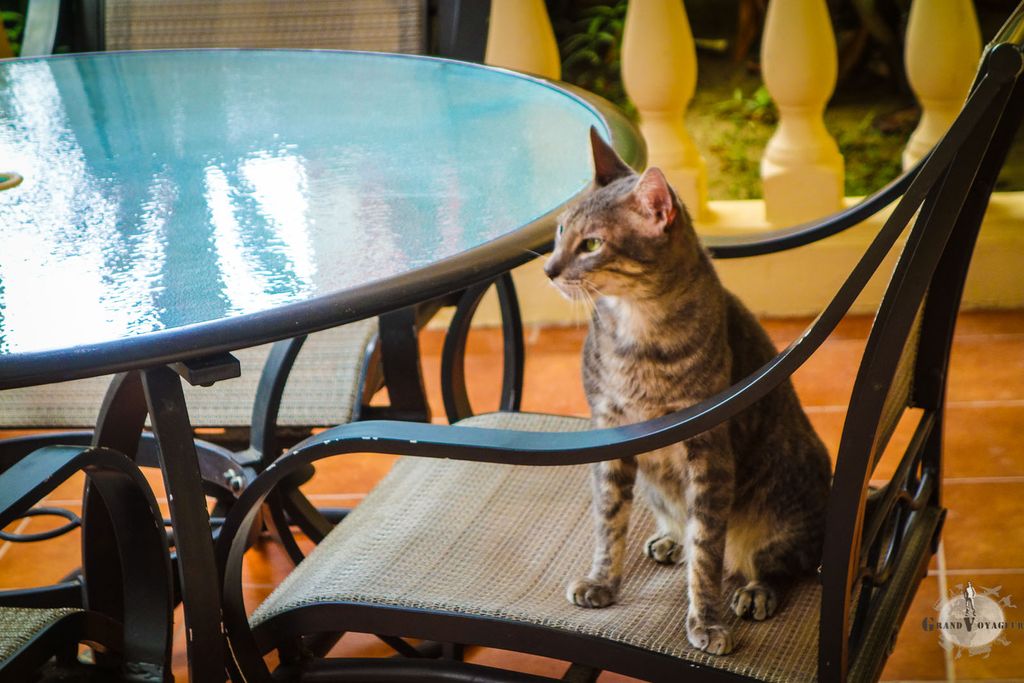 A l'Infinity Bay il y avait aussi des chats. Ch'est bon cha ! A l'Infinity Bay il y avait aussi des chats. Ch'est bon cha !