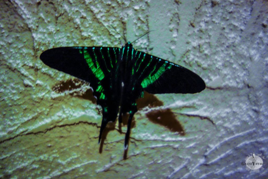 Et des beaux papillons aussi (désolé, je n'ai pas de jeu de mot pourri avec Papillon) Et des beaux papillons aussi (désolé, je n'ai pas de jeu de mot pourri avec Papillon)