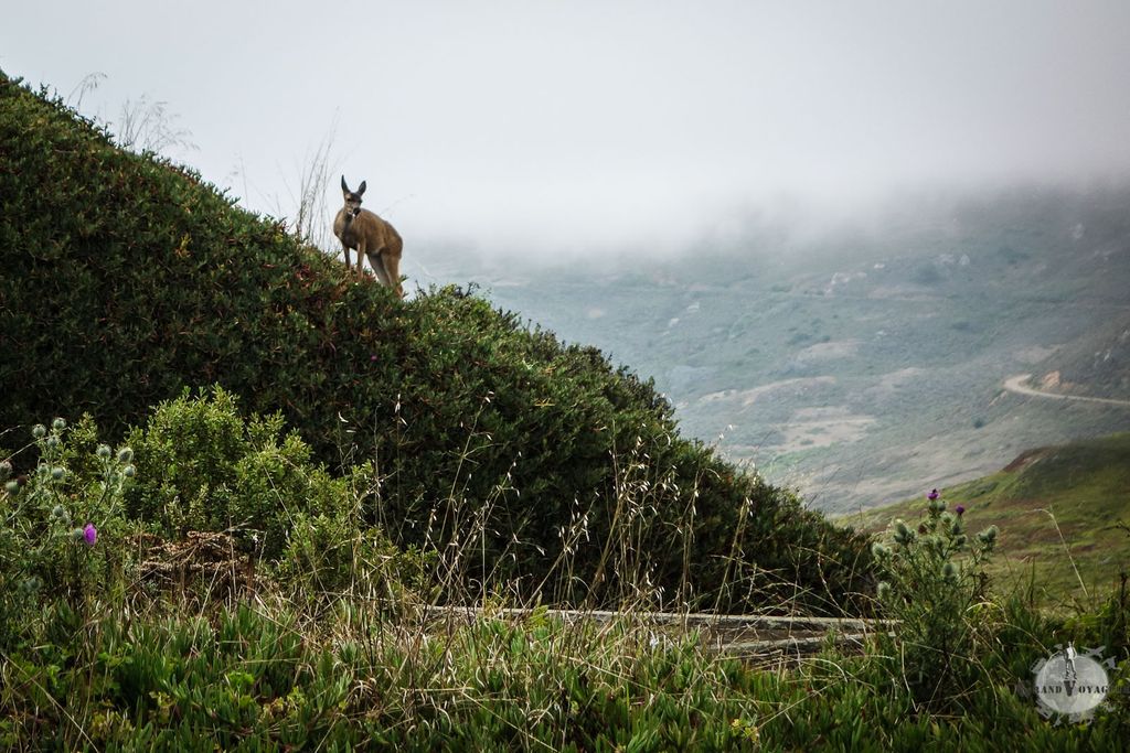 On est d'accord : c'est un kangourou ça, non ? Vous saviez qu'il y avait des kangourous en liberté aux États-Unis vous ? On est d'accord : c'est un kangourou ça, non ? Vous saviez qu'il y avait des kangourous en liberté aux États-Unis vous ?