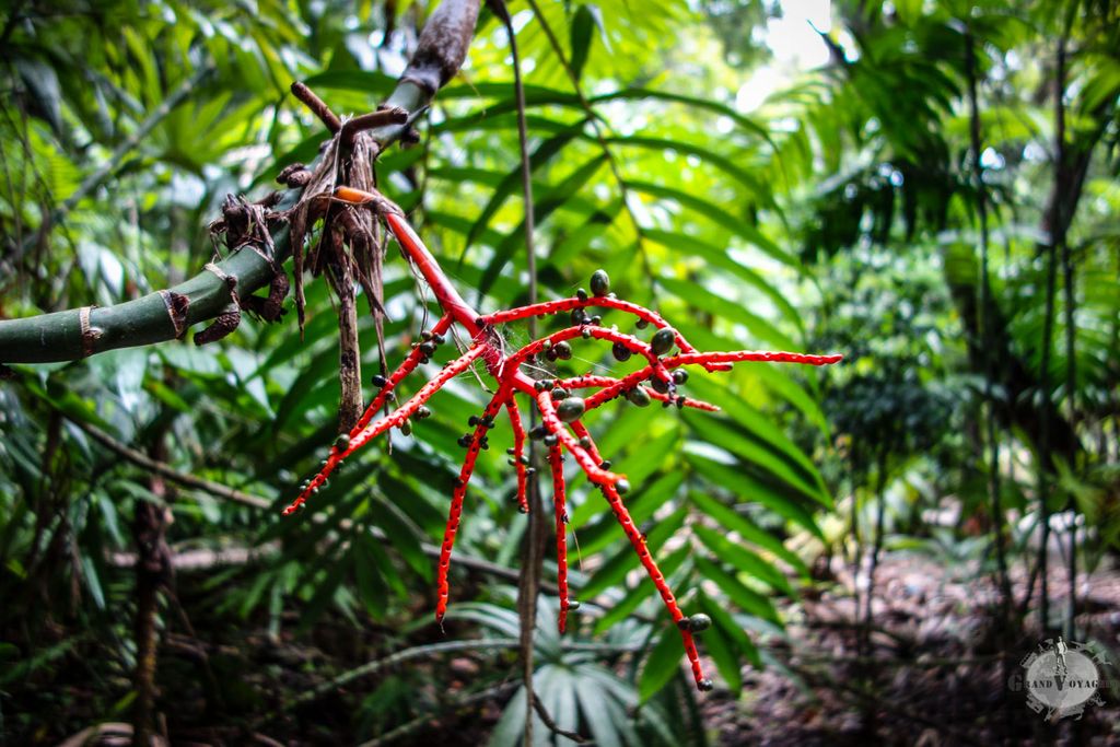 Une drôle de plante. Une drôle de plante.