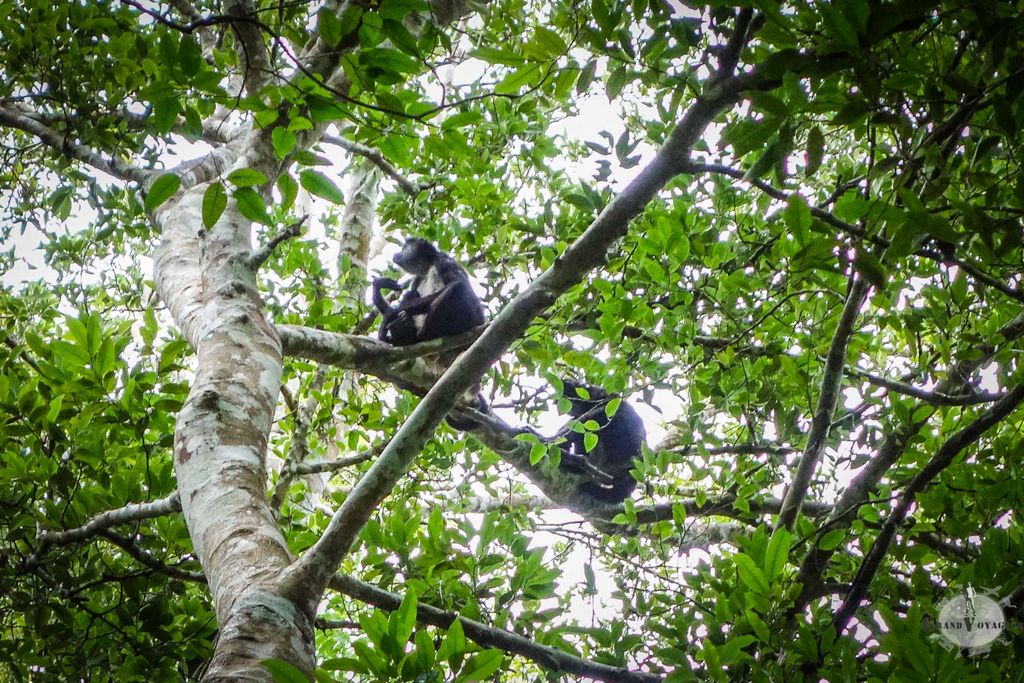 Deux singes hurleurs ! On les a repérés après qu'ils aient commencé à me jeter des coquilles à la figure !! Deux singes hurleurs ! On les a repérés après qu'ils aient commencé à me jeter des coquilles à la figure !!