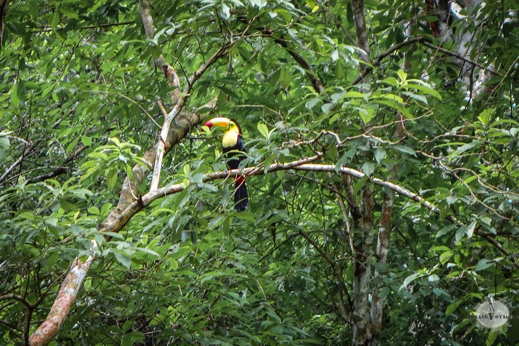 Un Toucan !! Il n'est pas magnifique ? Un Toucan !! Il n'est pas magnifique ?