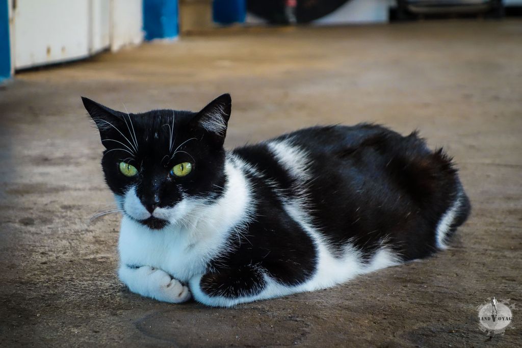 Le chat résident du Deep Blue Divers Le chat résident du Deep Blue Divers