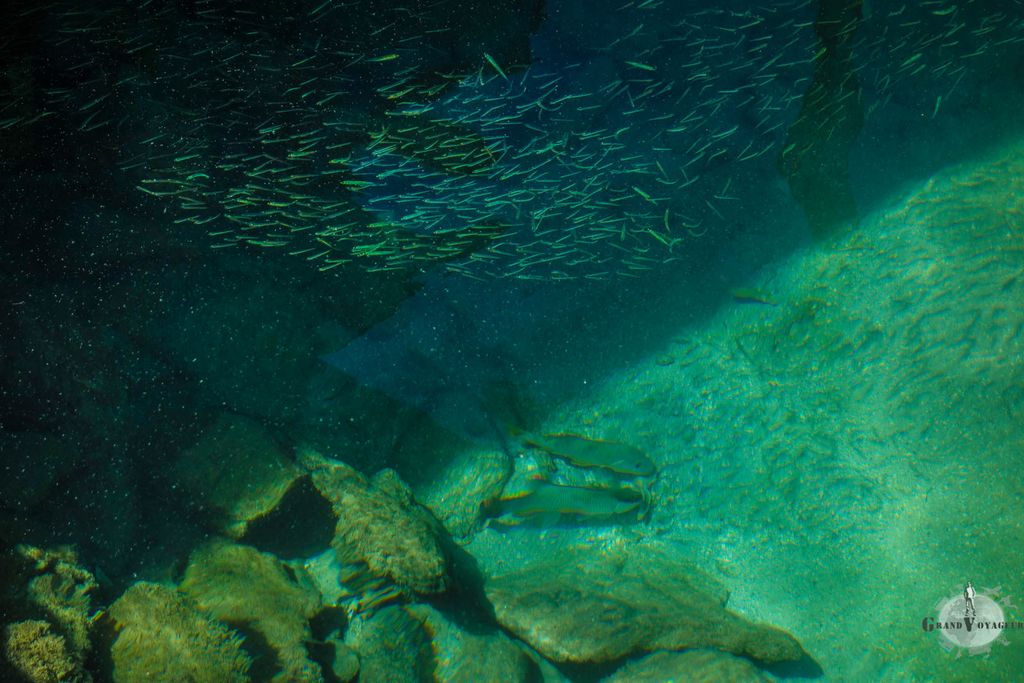 Depuis la terre ferme, on peut déjà voir des poissons. Mais c'est vraiment en mettant la tête sous l'eau que l'eau verra toutes les espèces multicolores. Depuis la terre ferme, on peut déjà voir des poissons. Mais c'est vraiment en mettant la tête sous l'eau que l'eau verra toutes les espèces multicolores.