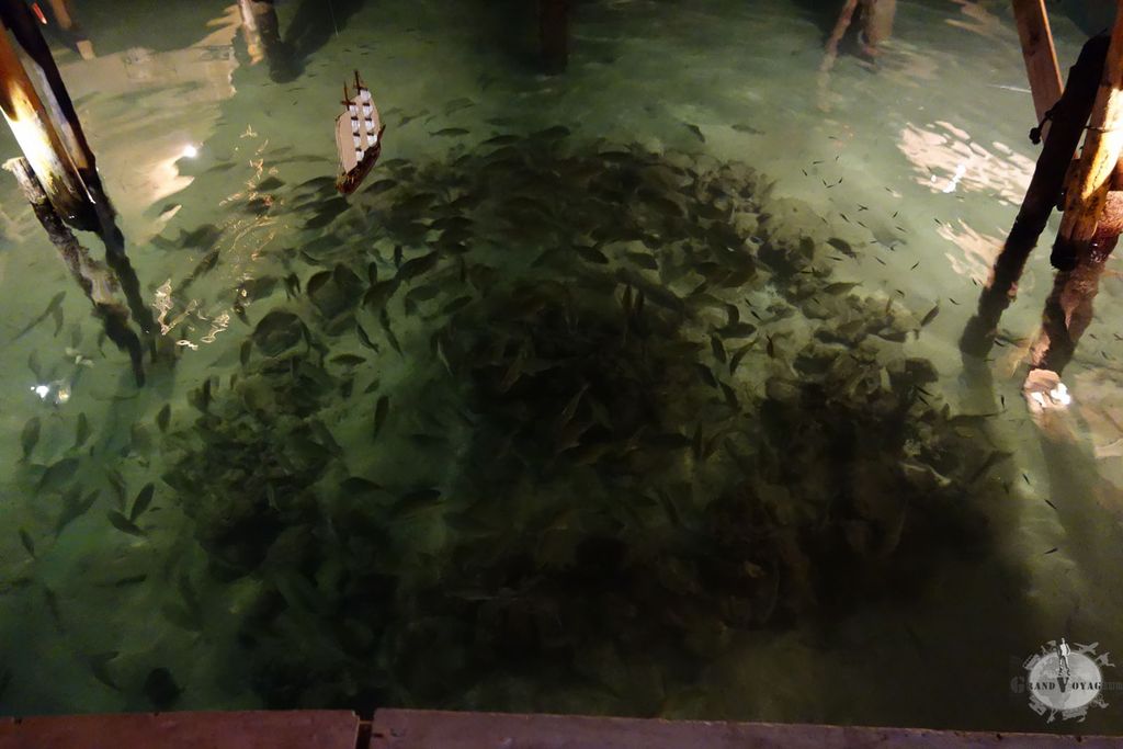 Le soir, dans un bar sur pilotis, il suffit de jeter un petit bout de nourriture pour que des hordes de poissons se jettent dessus. Le soir, dans un bar sur pilotis, il suffit de jeter un petit bout de nourriture pour que des hordes de poissons se jettent dessus.