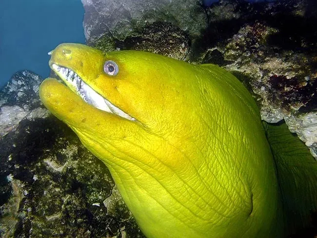 Une murène verte. (© Monaco Nature Encyclopedia) Une murène verte. (© Monaco Nature Encyclopedia)