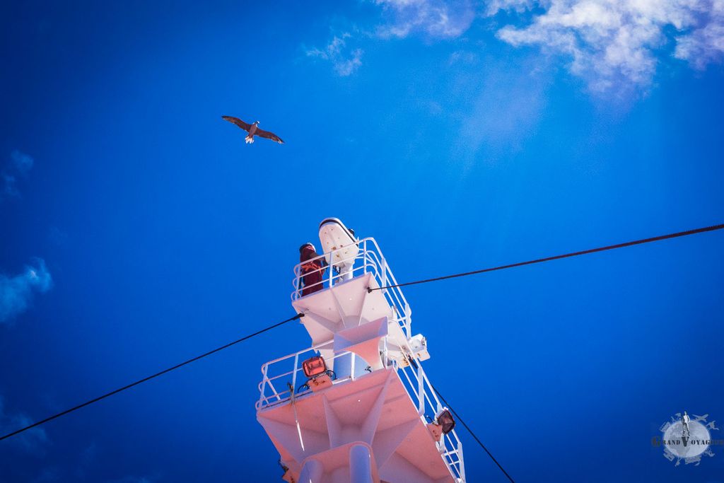 Cet oiseau, au milieu de nulle part, ne semble pas vouloir nous quitter.