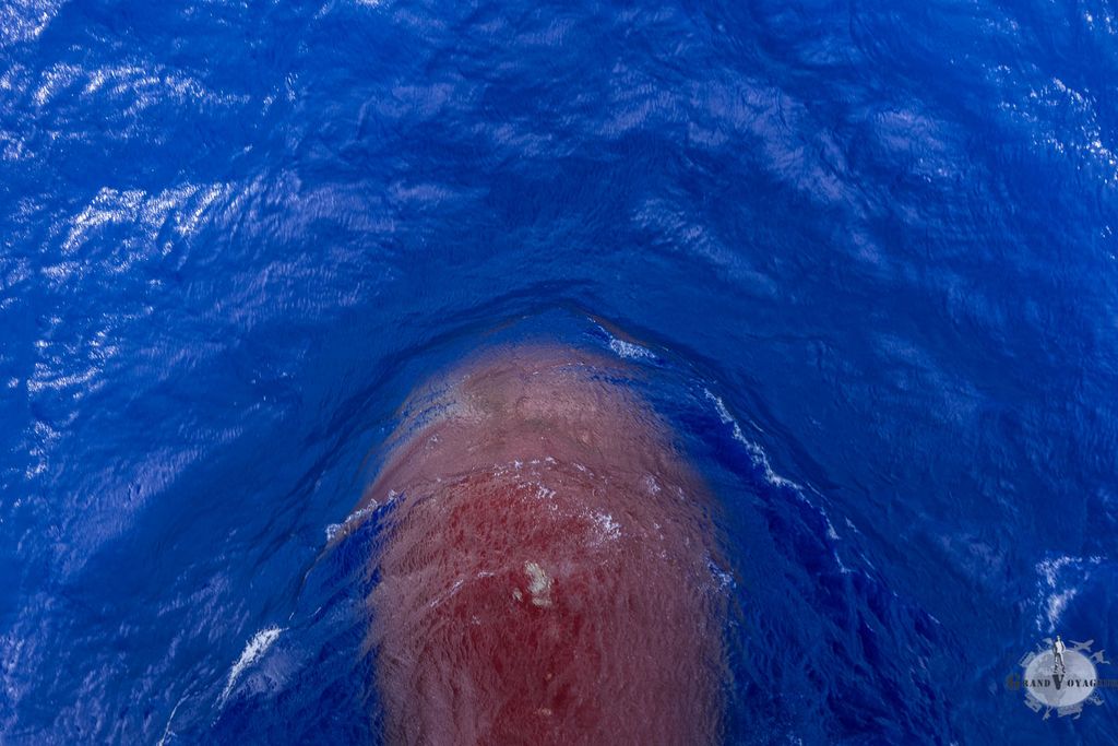 Depuis la proue, on peut voir en se penchant, le bulbe servant à casser les vagues et stabiliser le navire. Depuis la proue, on peut voir en se penchant, le bulbe servant à casser les vagues et stabiliser le navire.