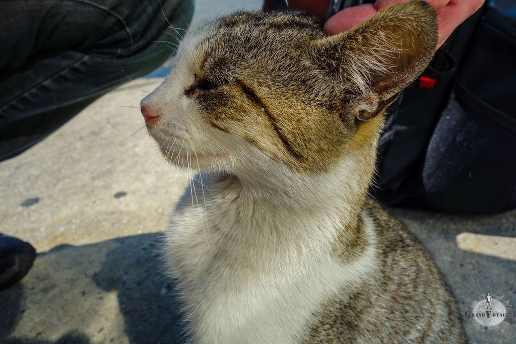 Attention, chat méchant!