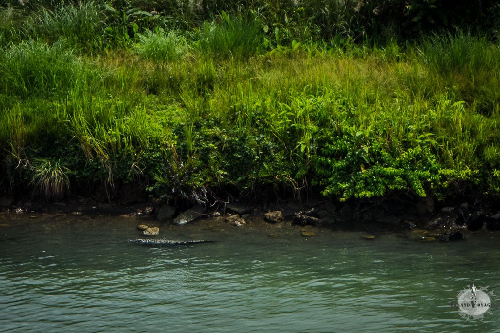 Au bord de l'eau, ce n'est pas un bout de bois mais un alligator qui garde le canal ! Au bord de l'eau, ce n'est pas un bout de bois mais un alligator qui garde le canal !