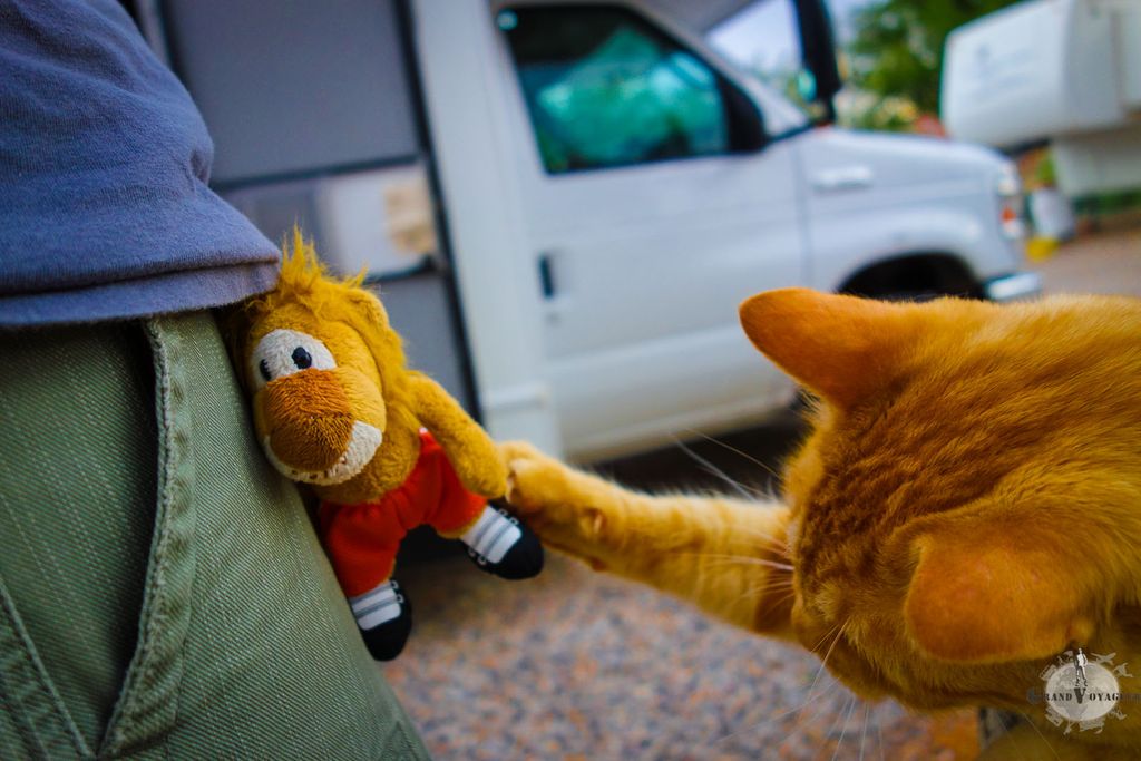 Madame Orange veut jouer avec T-Chat, toujours un peu timide au début Madame Orange veut jouer avec T-Chat, toujours un peu timide au début