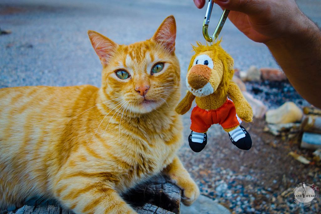 Allez, on pose pour la photo souvenir ? Allez, on pose pour la photo souvenir ?