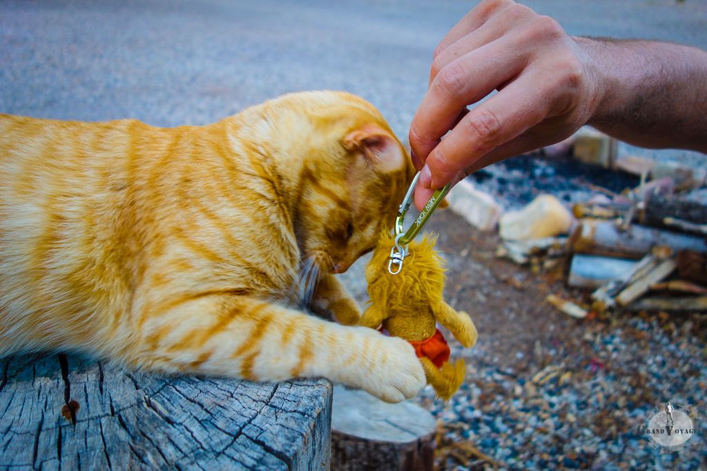 Image for Le parc national de Zion en camping car