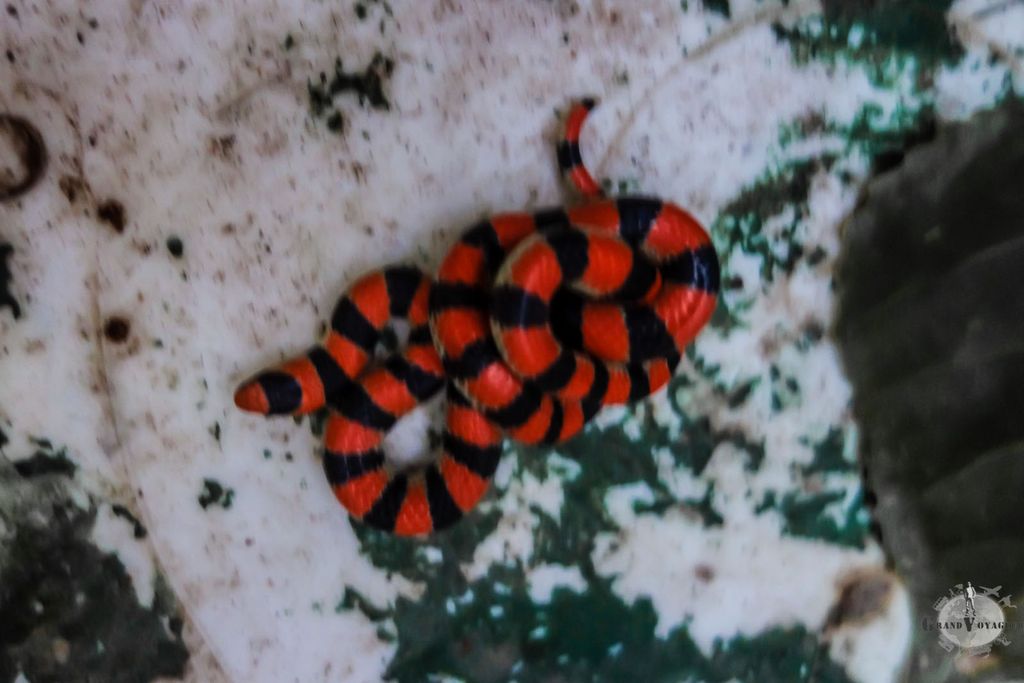 Un serpent gambadait tranquillement entre les camping cars avant de se faire attraper. Alors, méchant ou pas méchant ? Votre avis ? Un serpent gambadait tranquillement entre les camping cars avant de se faire attraper. Alors, méchant ou pas méchant ? Votre avis ?