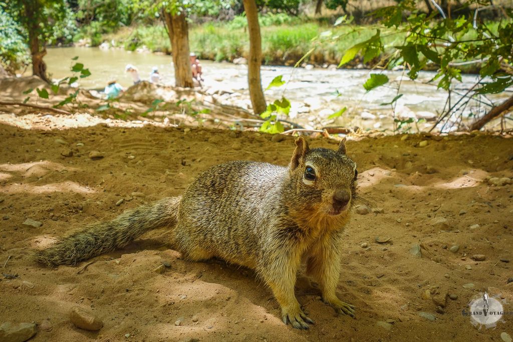 Ici aussi on croise des spermophiles peu farouches. Ici aussi on croise des spermophiles peu farouches.